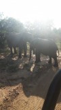 Afrique du sud:kapama private game reserve